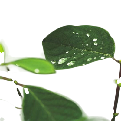 Ingredient Image