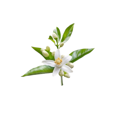 Ingredient Image