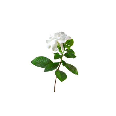 Ingredient Image