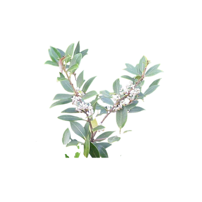 Ingredient Image