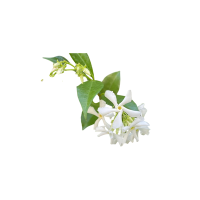 Ingredient Image