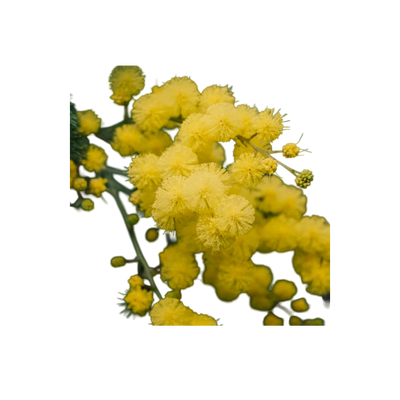 Ingredient Image