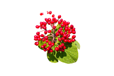 Ingredient Image