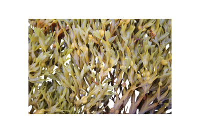 Ingredient Image