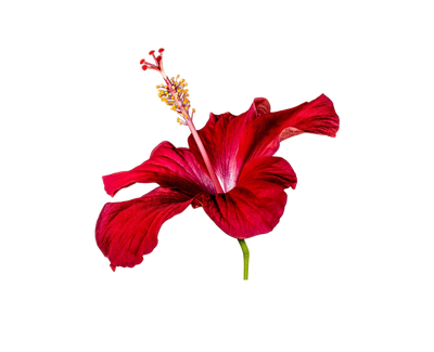 Ingredient Image