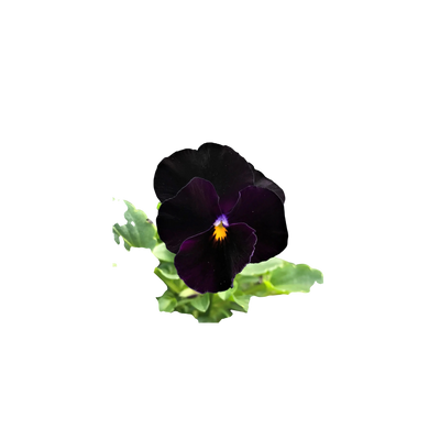 Ingredient Image