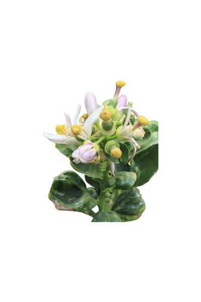 Ingredient Image
