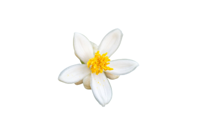 Ingredient Image