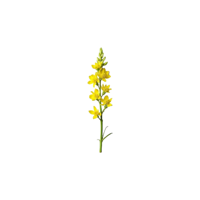 Ingredient Image