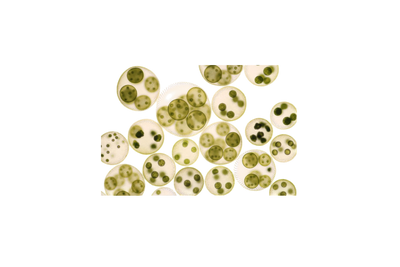 Ingredient Image