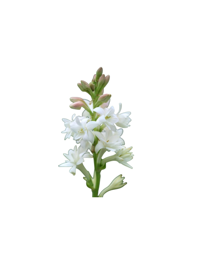 Ingredient Image